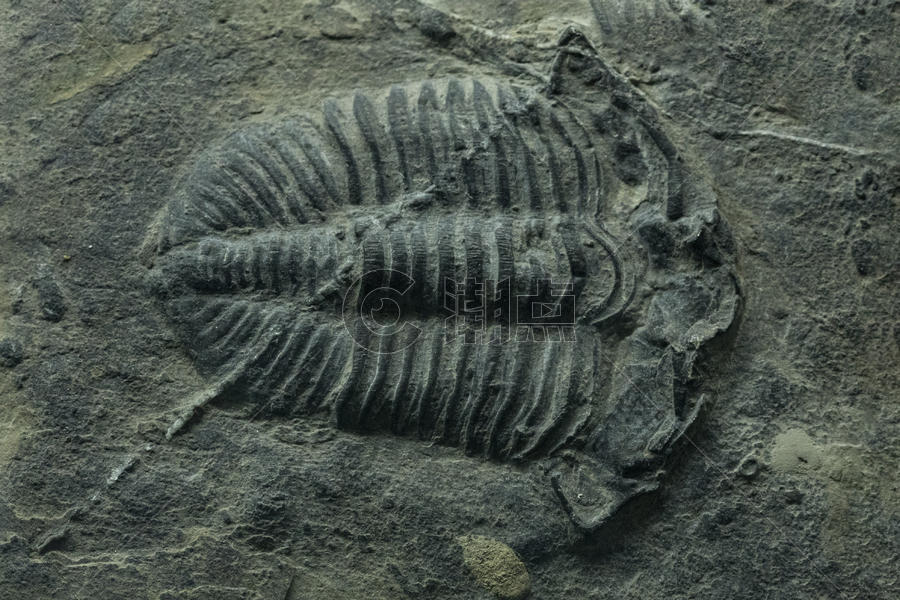 动物标本化石图片素材免费下载