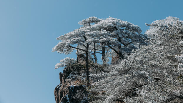 雪后黄山松树图片素材免费下载
