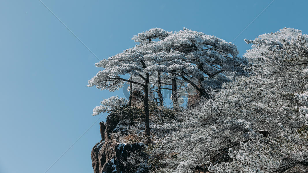 雪后黄山松树图片素材免费下载