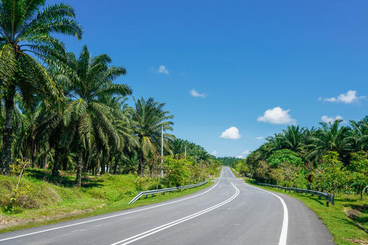 热带雨林公路道路图片素材免费下载
