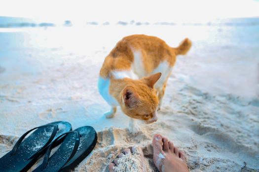 沙滩上的猫图片素材免费下载