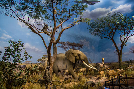 非洲野生动物图片素材免费下载