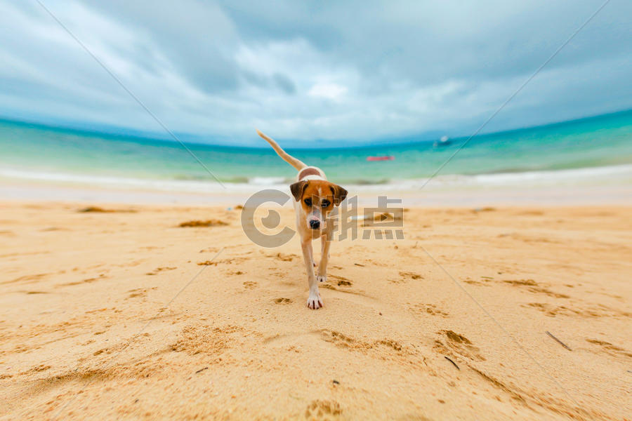 沙滩上的狗图片素材免费下载