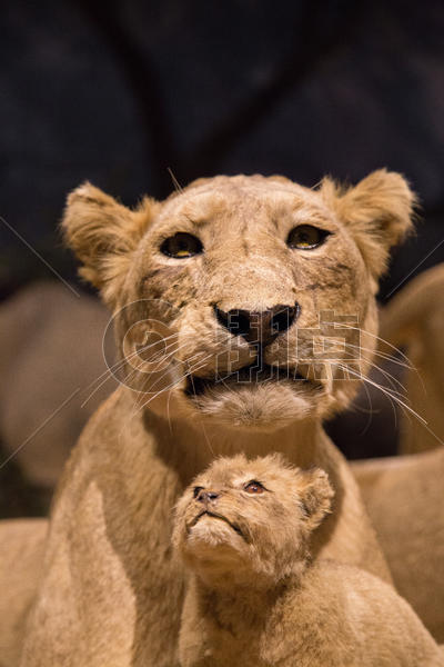 狮子母子图片素材免费下载