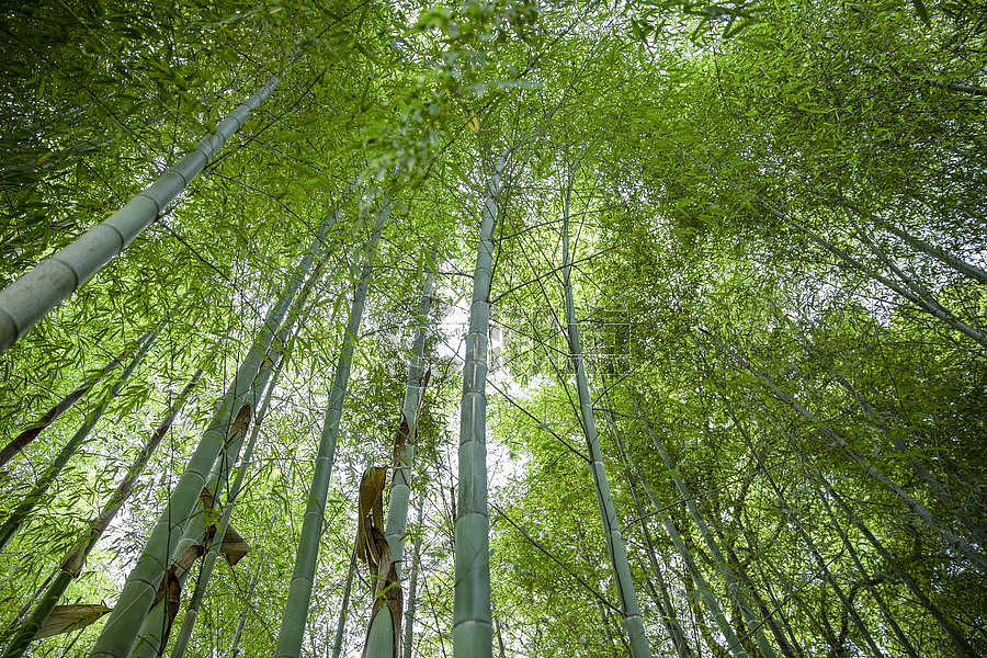 夏季竹林图片素材免费下载