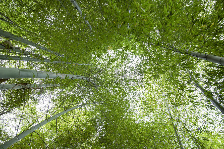 夏季竹林图片素材免费下载