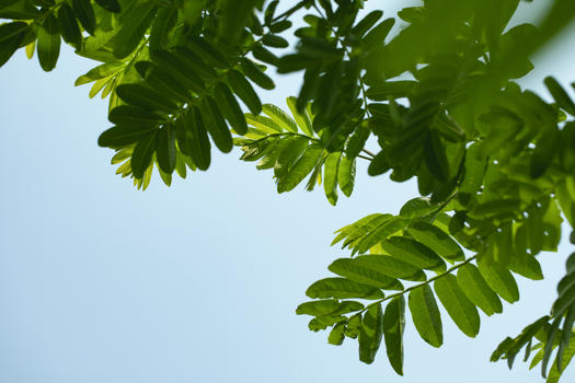 夏天的天空和树叶图片素材免费下载