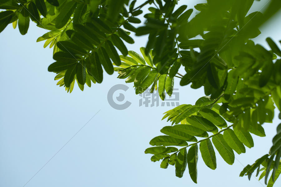 夏天的天空和树叶图片素材免费下载