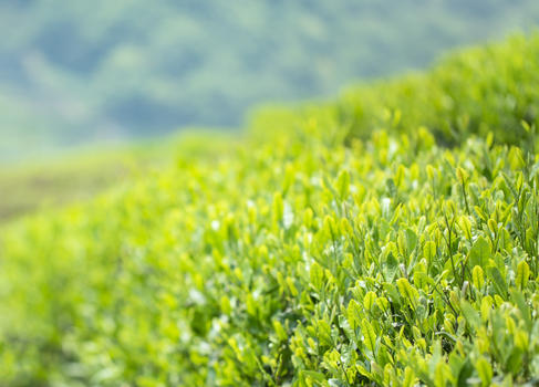 春天的嫩茶芽图片素材免费下载