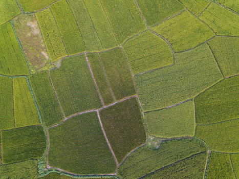 航拍农业水稻田图片素材免费下载