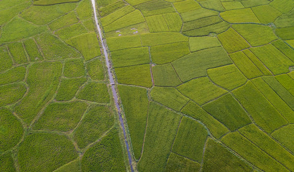 航拍农业水稻田图片素材免费下载
