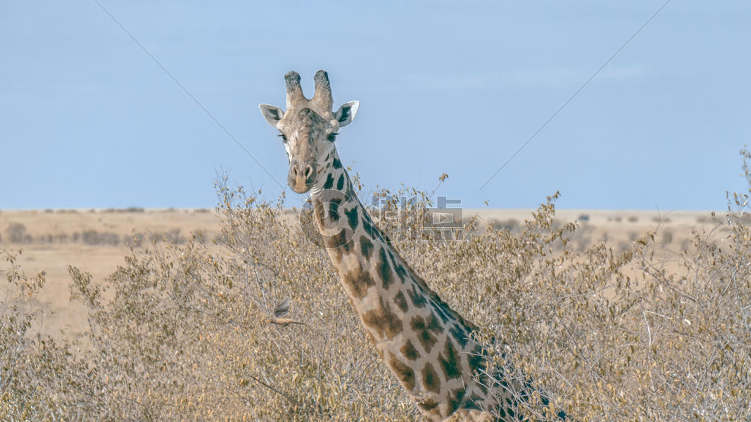 肯尼亚长颈鹿图片素材免费下载