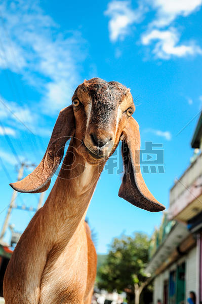 尼泊尔波尔山羊图片素材免费下载