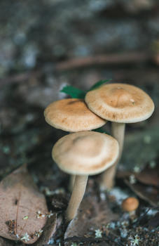 森林里的野蘑菇图片素材免费下载