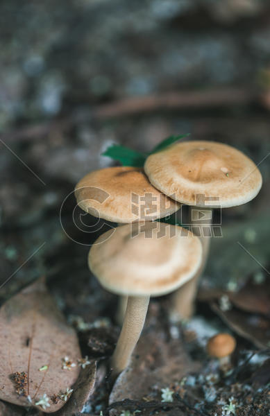 森林里的野蘑菇图片素材免费下载
