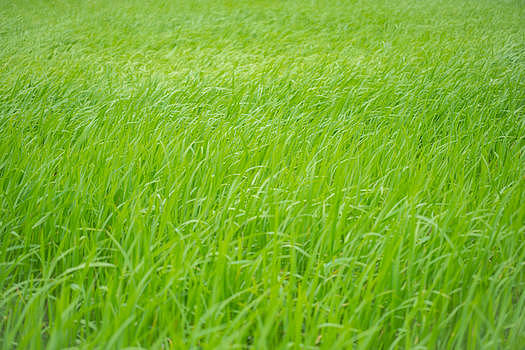 湿地大片绿色芦苇图片素材免费下载