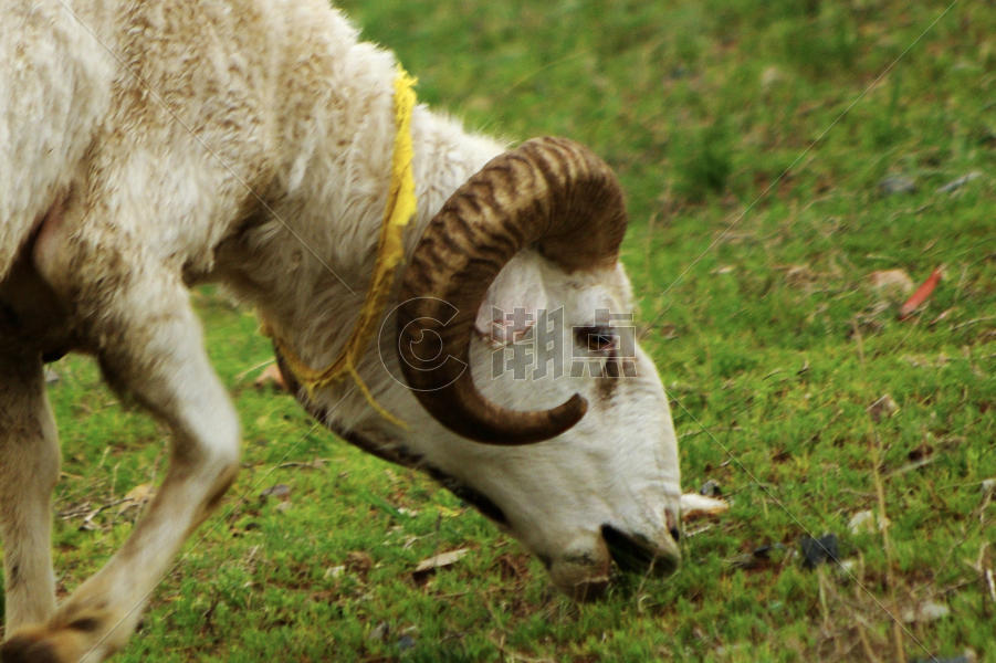 野生动物山羊图片素材免费下载