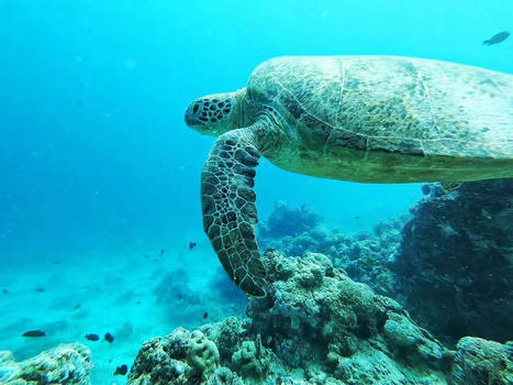 马尔代夫海龟图片素材免费下载