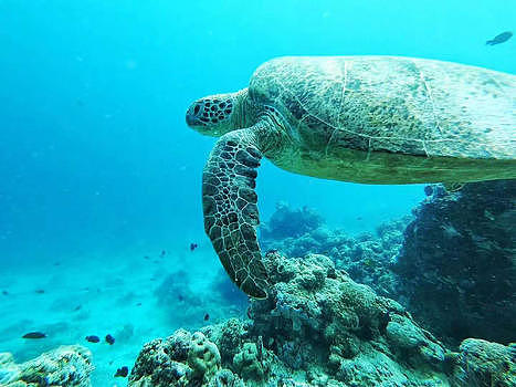 马尔代夫海龟图片素材免费下载