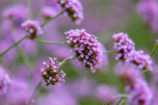 紫色马鞭草花图片素材免费下载