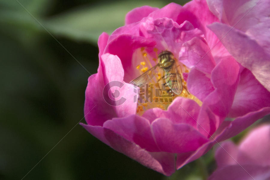 花丛中的蜜蜂图片素材免费下载