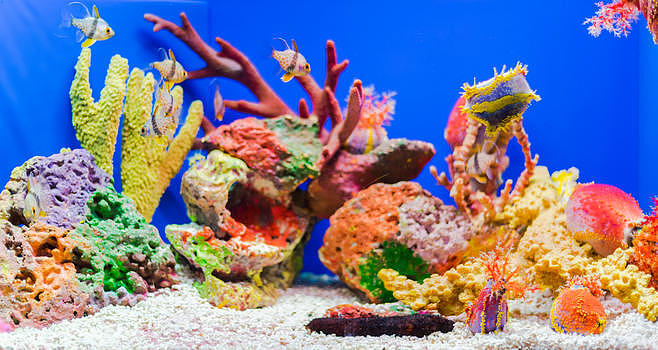 五彩珊瑚图片素材免费下载