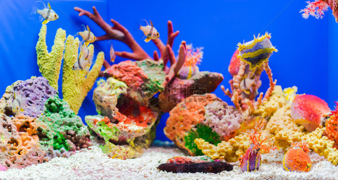 五彩珊瑚图片素材免费下载