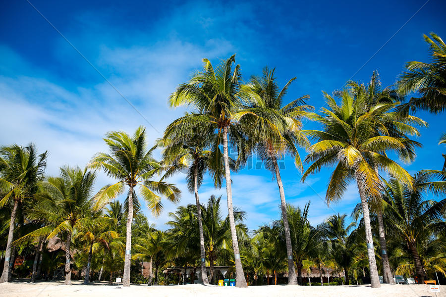 夏天沙滩椰子树图片素材免费下载