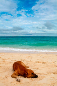 沙滩上享受生活的狗图片素材免费下载