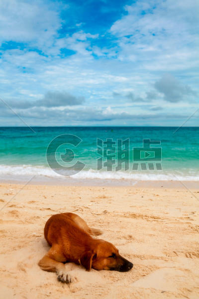 沙滩上享受生活的狗图片素材免费下载