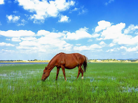 草原上吃草的马图片素材免费下载