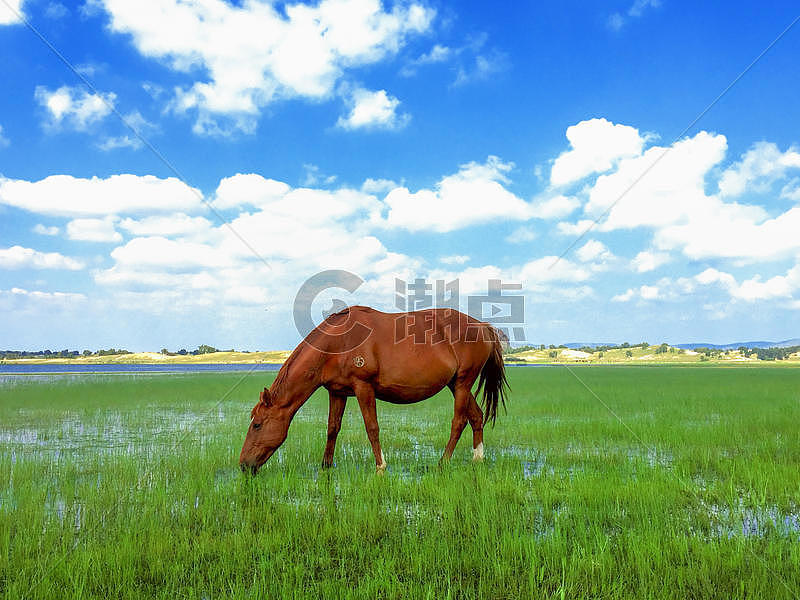草原上吃草的马图片素材免费下载