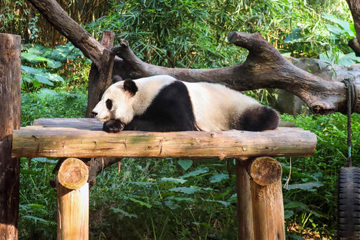 国宝大熊猫图片素材免费下载