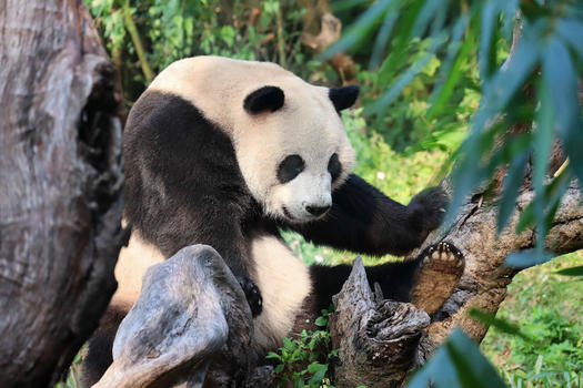 国宝大熊猫图片素材免费下载