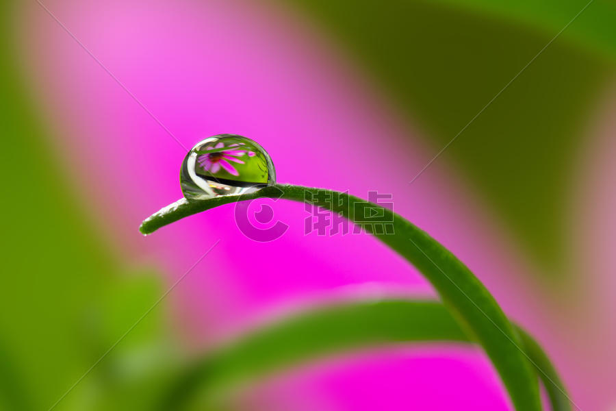 水滴中的花朵图片素材免费下载