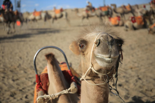 鸣沙山骆驼图片素材免费下载