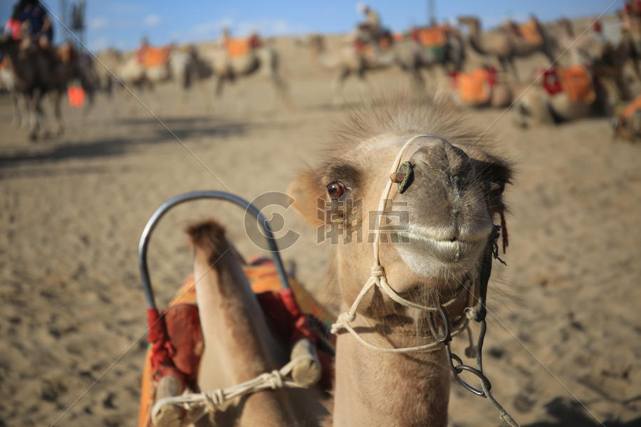 鸣沙山骆驼图片素材免费下载