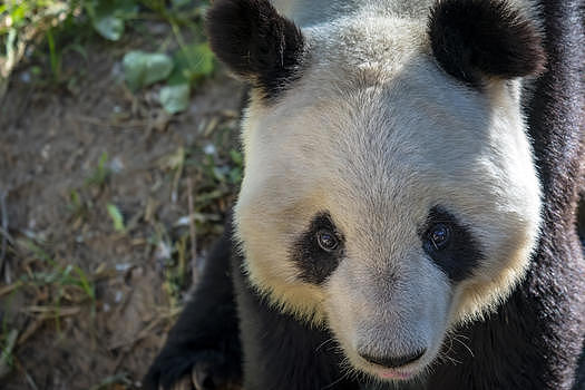 国家一级保护国宝熊猫图片素材免费下载