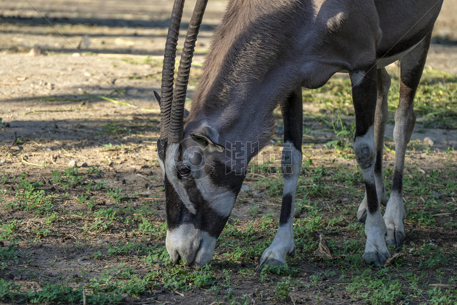 南非长角羚吃草图片素材免费下载