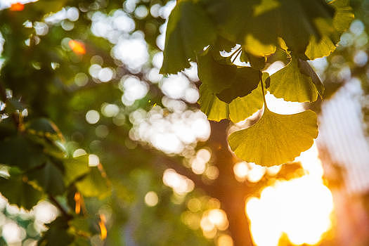 夏季银杏树图片素材免费下载