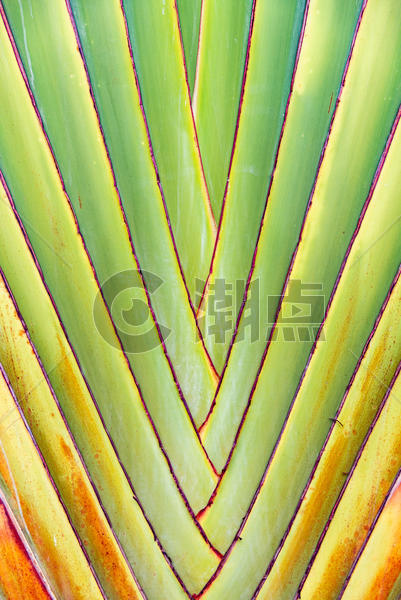 热带植物叶脉图片素材免费下载