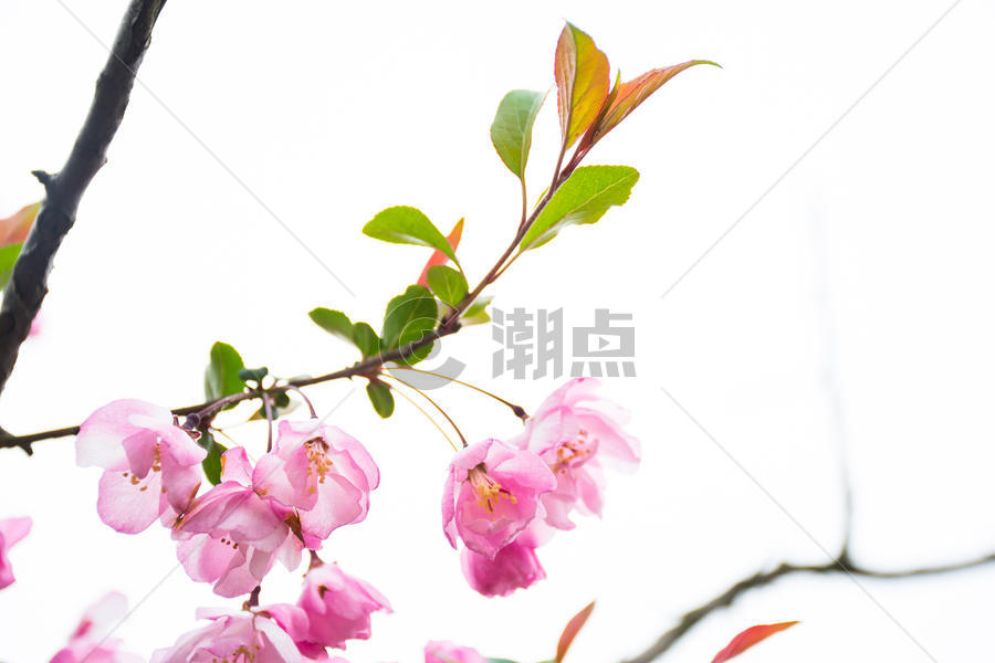 盛开的海棠花图片素材免费下载