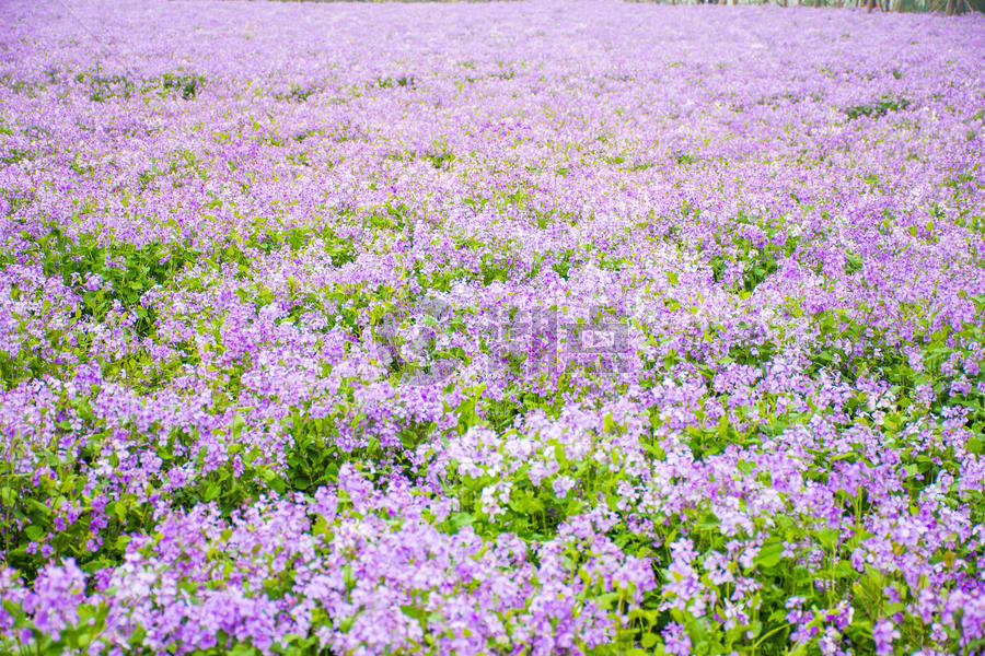 紫罗兰花海图片素材免费下载