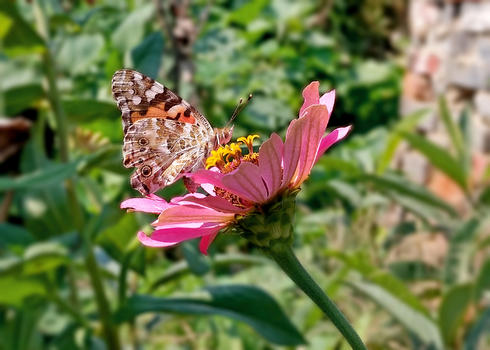 蝴蝶与花朵图片素材免费下载