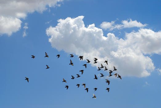 鸽子群蓝天飞翔图片素材免费下载