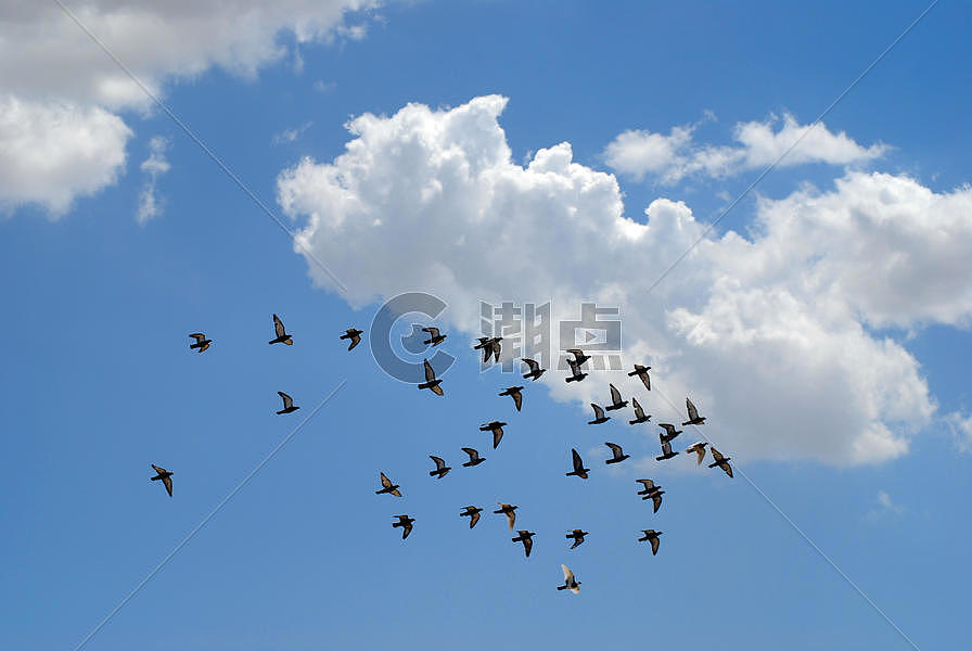 鸽子群蓝天飞翔图片素材免费下载