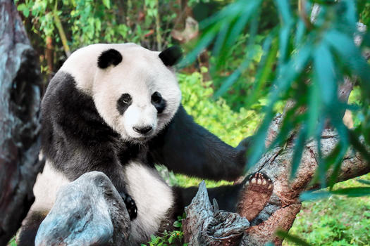 熊猫在爬树图片素材免费下载