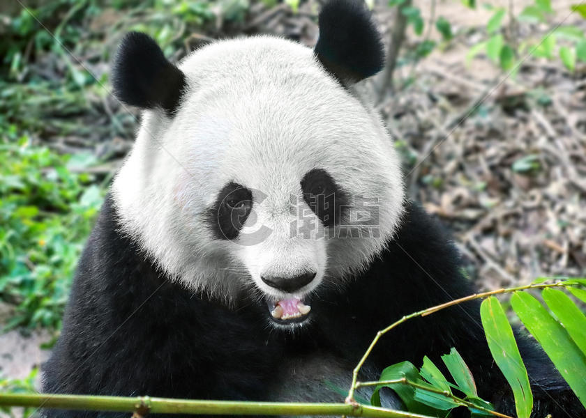 熊猫吃竹子图片素材免费下载