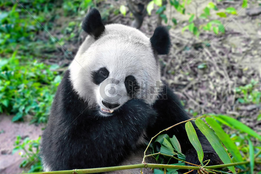 熊猫吃竹子图片素材免费下载
