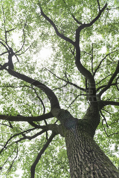 枝繁叶茂的大树图片素材免费下载